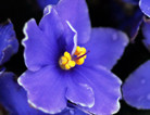 蓝色紫罗兰