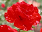 深红色蔷薇花